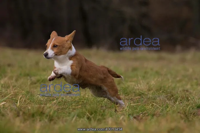 : Dog Portuguese Podengo small running : Dog Portuguese Podengo small running