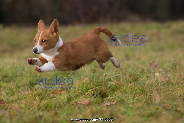 : Dog Portuguese Podengo small running : Dog Portuguese Podengo small running