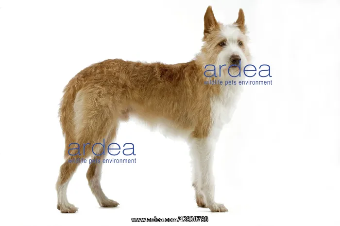 : Dog - Portuguese Podengo in studio : Dog - Portuguese Podengo in studio