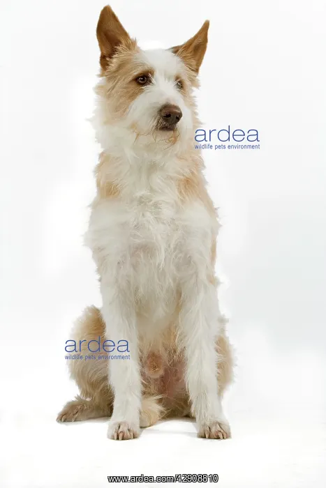 : Dog - Portuguese Podengo in studio : Dog - Portuguese Podengo in studio