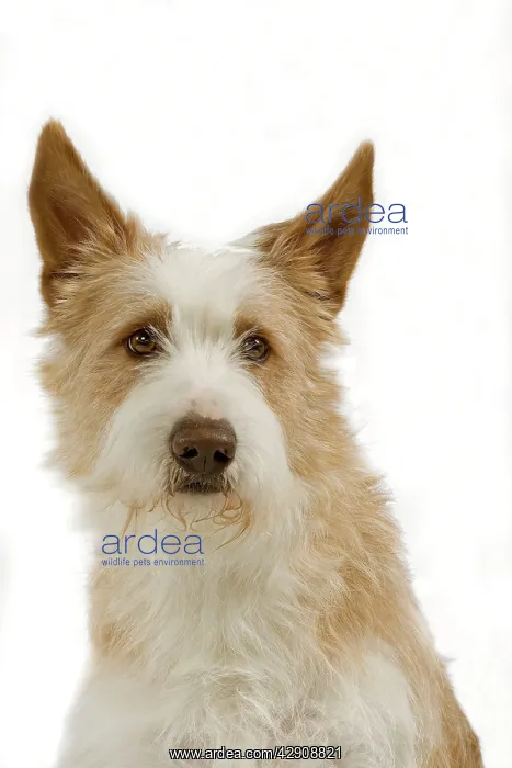 : Dog - Portuguese Podengo in studio : Dog - Portuguese Podengo in studio