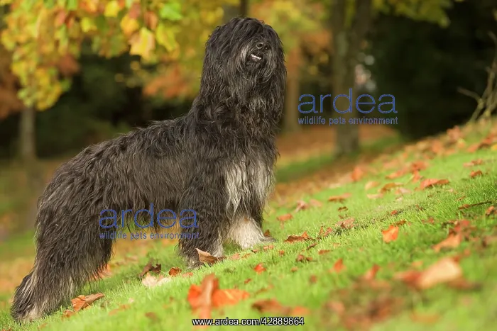 : Dog - Portuguese Sheepdog. Also known as: Cao da : Dog - Portuguese Sheepdog. Also known as: Cao da