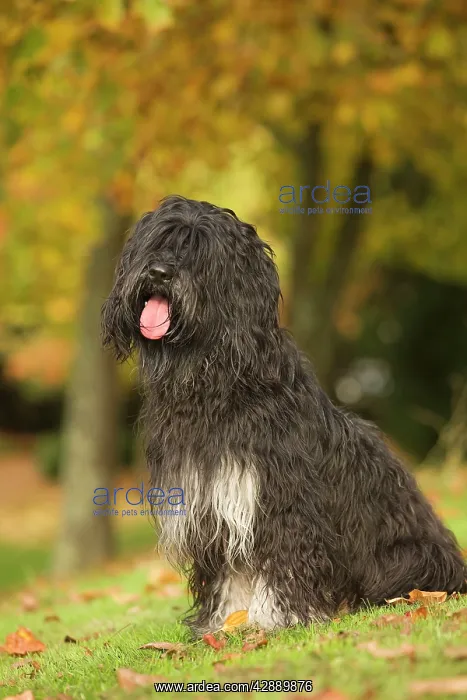 : Dog - Portuguese Sheepdog. Also known as: Cao da : Dog - Portuguese Sheepdog. Also known as: Cao da
