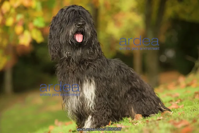 : Dog - Portuguese Sheepdog. Also known as: Cao da : Dog - Portuguese Sheepdog. Also known as: Cao da