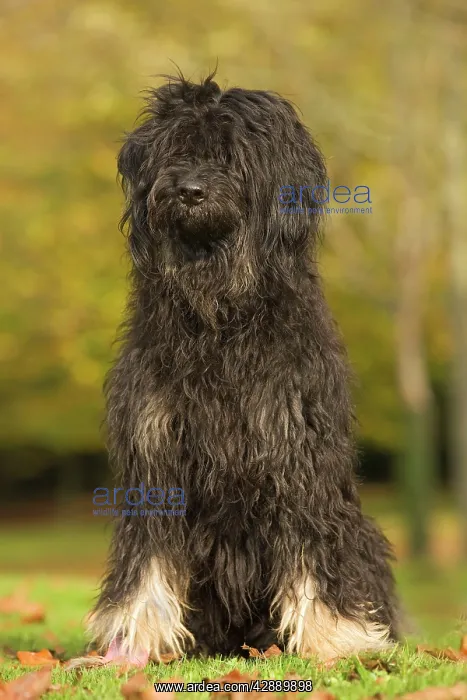 : Dog - Portuguese Sheepdog. Also known as: Cao da : Dog - Portuguese Sheepdog. Also known as: Cao da