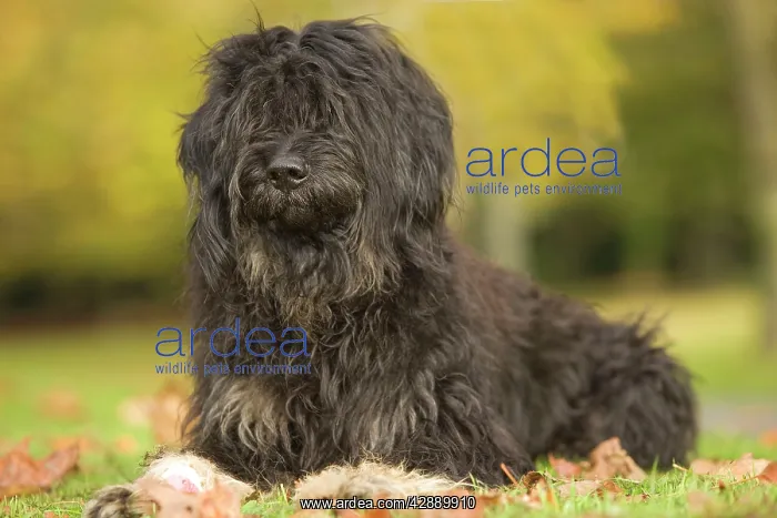 : Dog - Portuguese Sheepdog. Also known as: Cao da : Dog - Portuguese Sheepdog. Also known as: Cao da