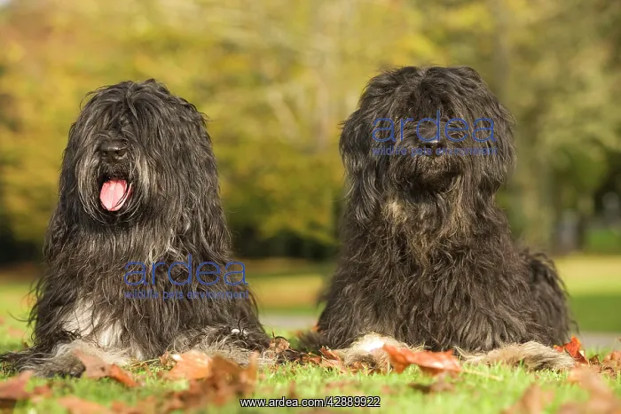 : Dog - Portuguese Sheepdog. Also known as: Cao da : Dog - Portuguese Sheepdog. Also known as: Cao da