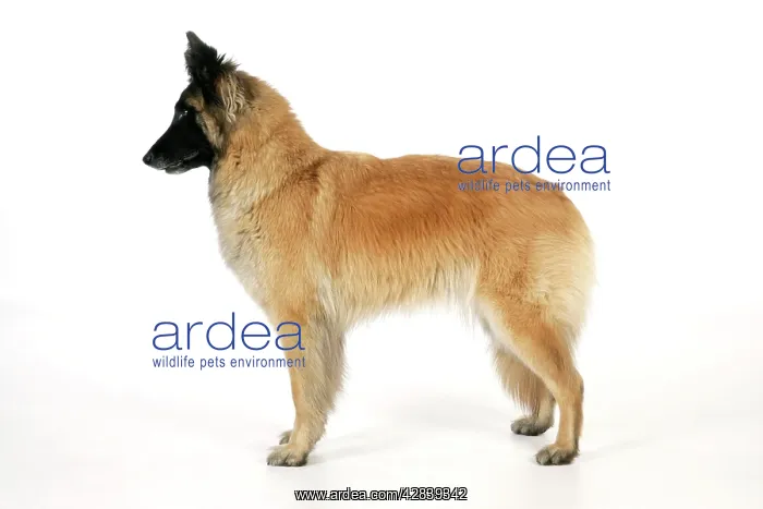 : DOG Posture. alert, looking at something interesting : DOG Posture. alert, looking at something interesting