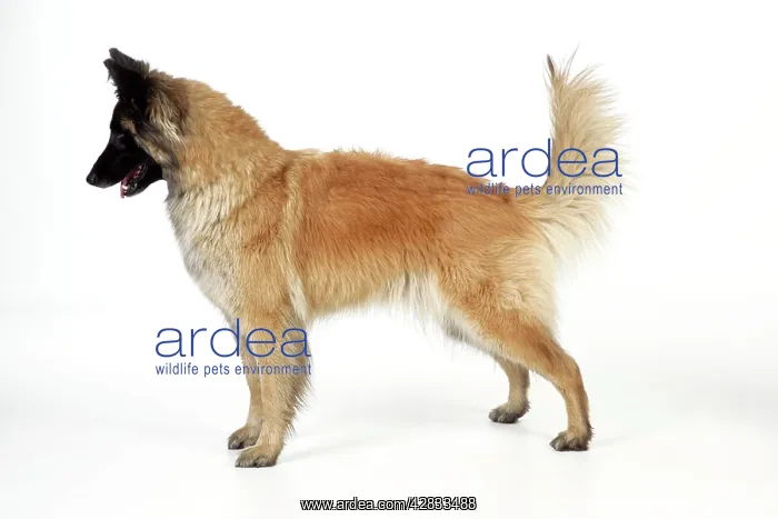  : DOG Posture. Dominant