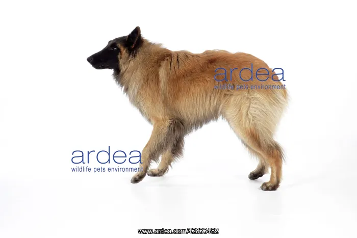 : DOG Posture. Fearful : DOG Posture. Fearful