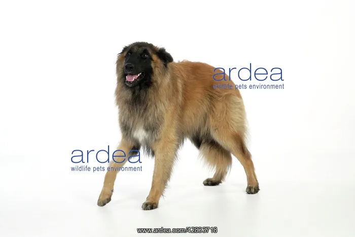 : DOG Posture. Fearful : DOG Posture. Fearful