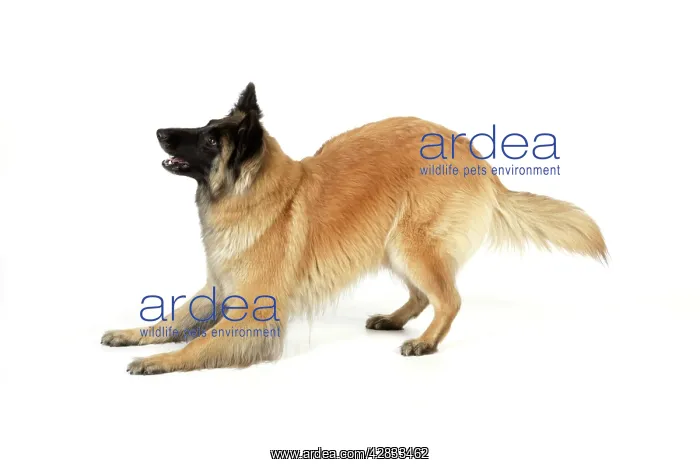 : DOG Posture. play bow