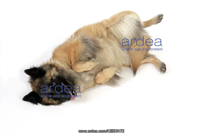 : DOG Posture. Submissive : DOG Posture. Submissive