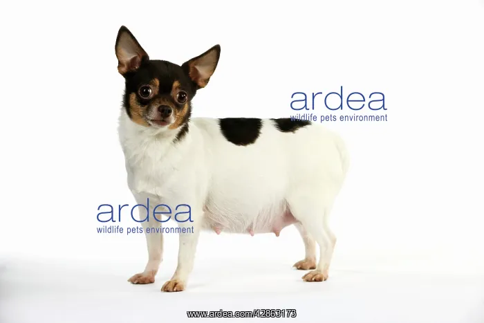 : DOG. Pregnant chihuahua : DOG. Pregnant chihuahua