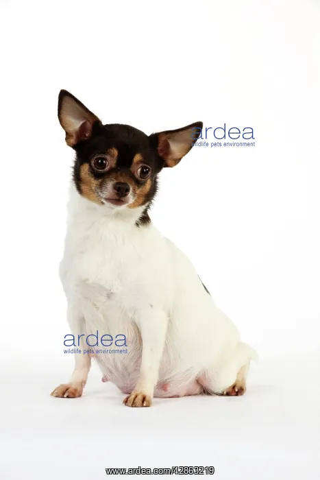: DOG. Pregnant chihuahua : DOG. Pregnant chihuahua