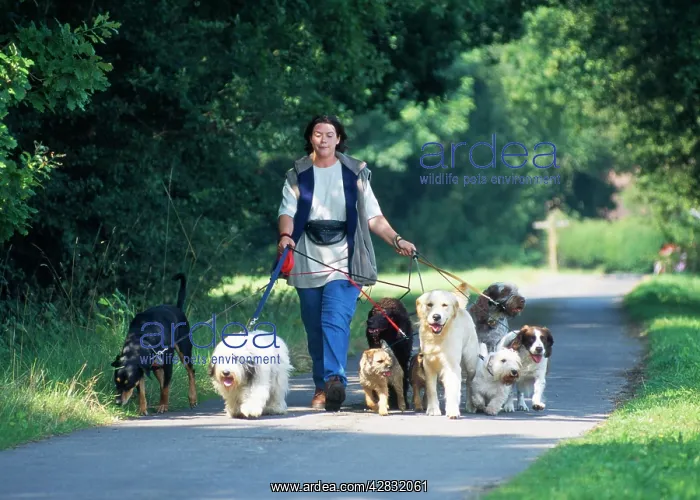 : DOG - professional dog walker : DOG - professional dog walker