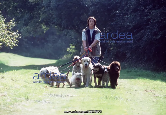 : DOG - professional dog walker : DOG - professional dog walker