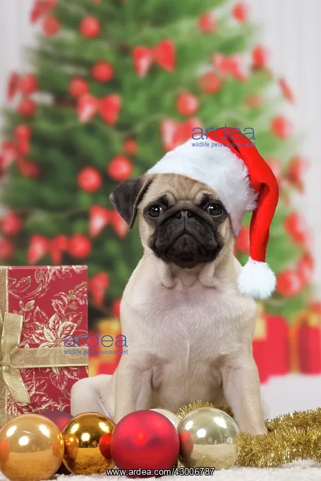 : Dog Pug 3 month old puppy : Dog Pug 3 month old puppy