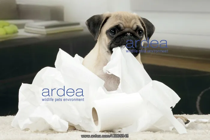 : Dog Pug 3 month old puppy : Dog Pug 3 month old puppy