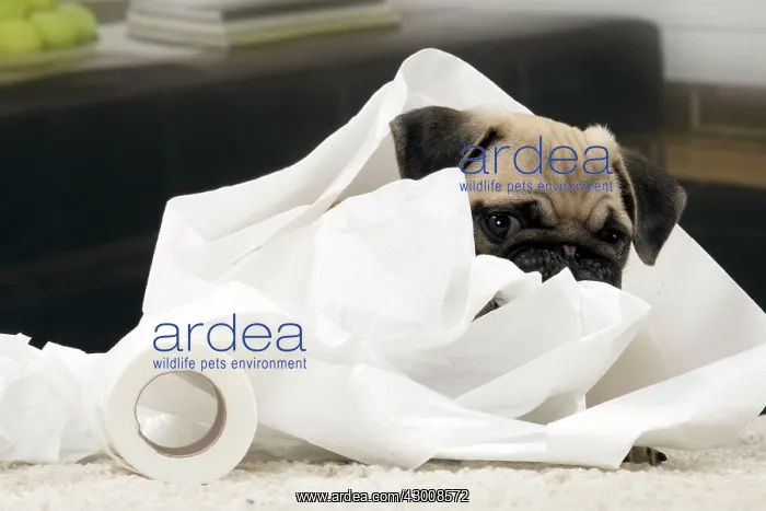 : Dog Pug 3 month old puppy : Dog Pug 3 month old puppy