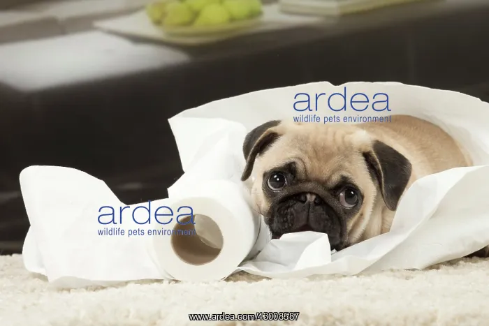 : Dog Pug 3 month old puppy : Dog Pug 3 month old puppy