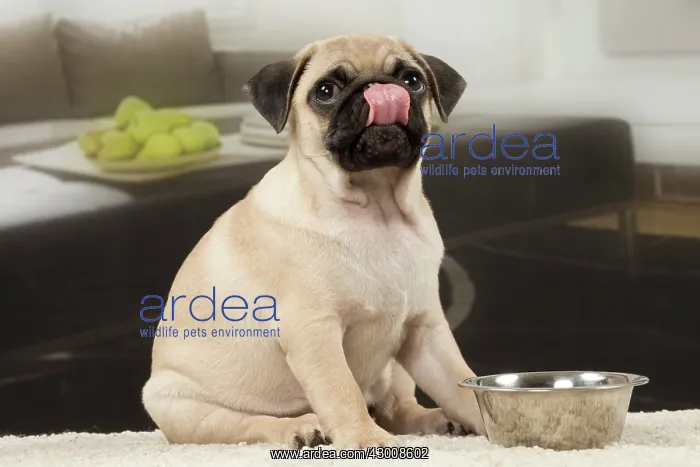 : Dog Pug 3 month old puppy : Dog Pug 3 month old puppy
