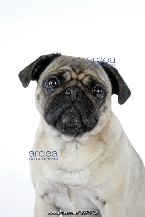 : DOG. Pug. Also known as Carlin or Mops : DOG. Pug. Also known as Carlin or Mops