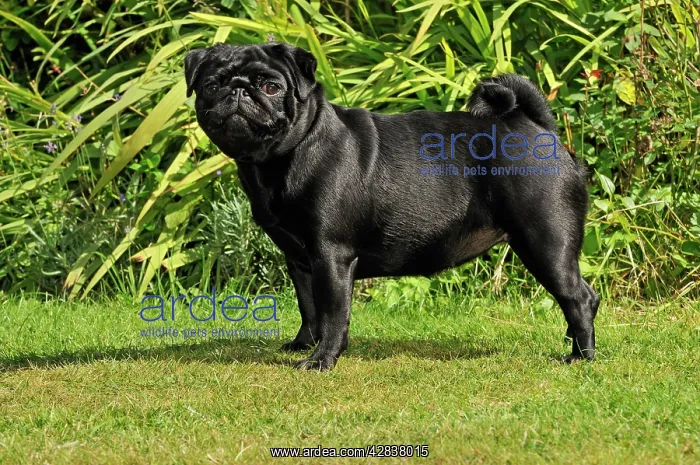 : DOG. Pug. Also known as Carlin or Mops : DOG. Pug. Also known as Carlin or Mops