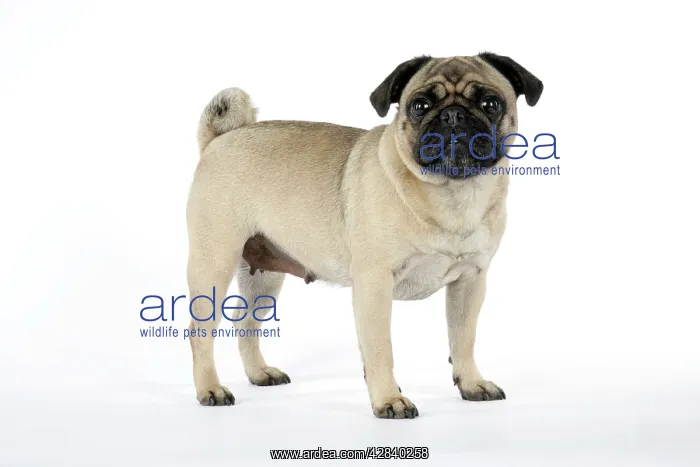: DOG. Pug : DOG. Pug