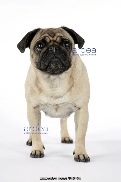  : DOG. Pug