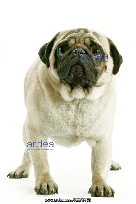  : Dog - Pug