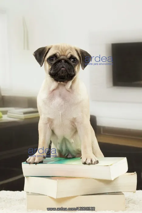 : Dog Pug 3 month old puppy