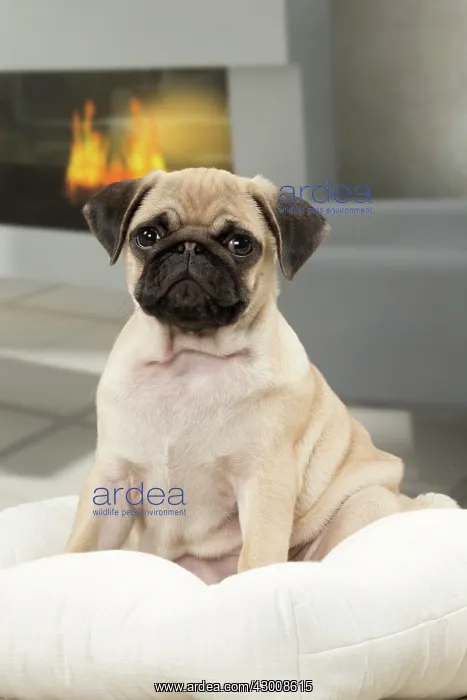  : Dog Pug 3 month old puppy