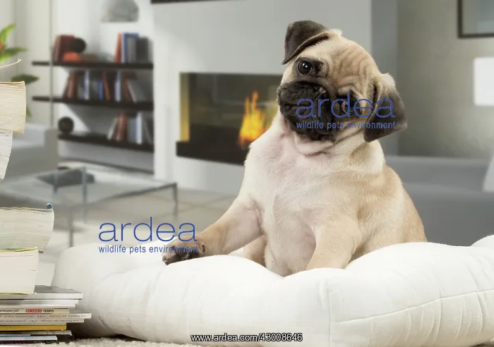  : Dog Pug 3 month old puppy