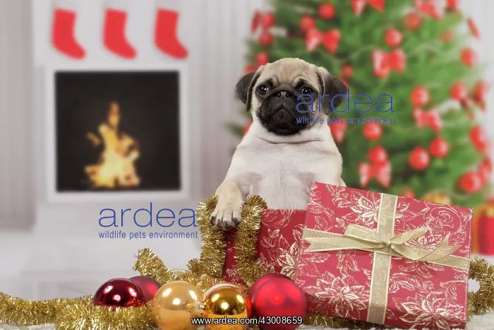 : Dog Pug 3 month old puppy in Christmas scene : Dog Pug 3 month old puppy in Christmas scene
