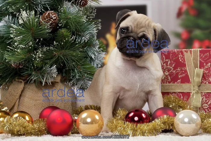  : Dog Pug 3 month old puppy in Christmas scene