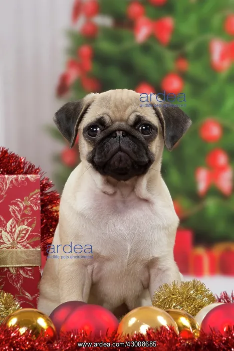 : Dog Pug 3 month old puppy in Christmas scene : Dog Pug 3 month old puppy in Christmas scene