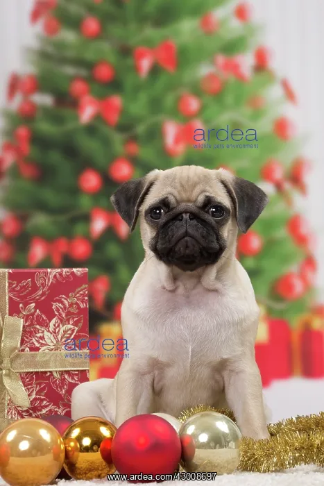 : Dog Pug 3 month old puppy in Christmas scene : Dog Pug 3 month old puppy in Christmas scene