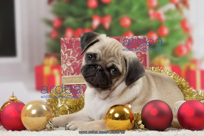 : Dog Pug 3 month old puppy in Christmas scene : Dog Pug 3 month old puppy in Christmas scene
