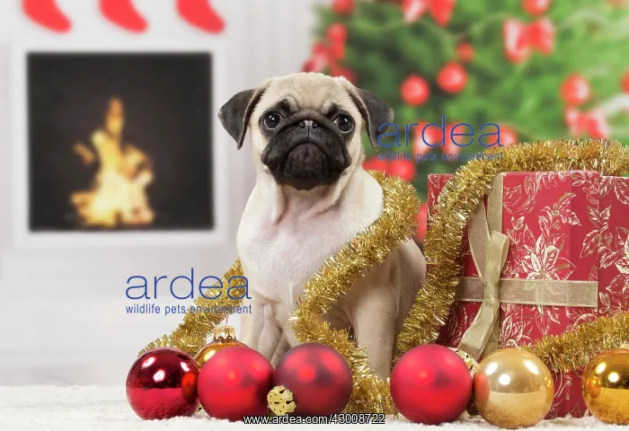 : Dog Pug 3 month old puppy in Christmas scene : Dog Pug 3 month old puppy in Christmas scene
