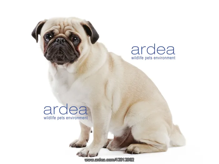  : Dog Pug sitting down