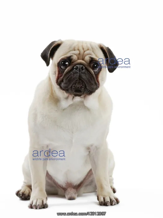  : Dog Pug sitting down