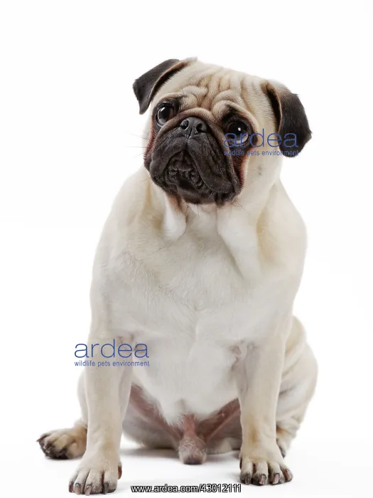  : Dog Pug sitting down