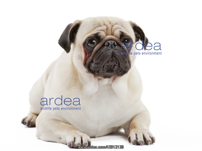  : Dog Pug lying down