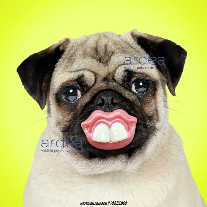: Dog Pug - big smile teeth and lips dummy : Dog Pug - big smile teeth and lips dummy