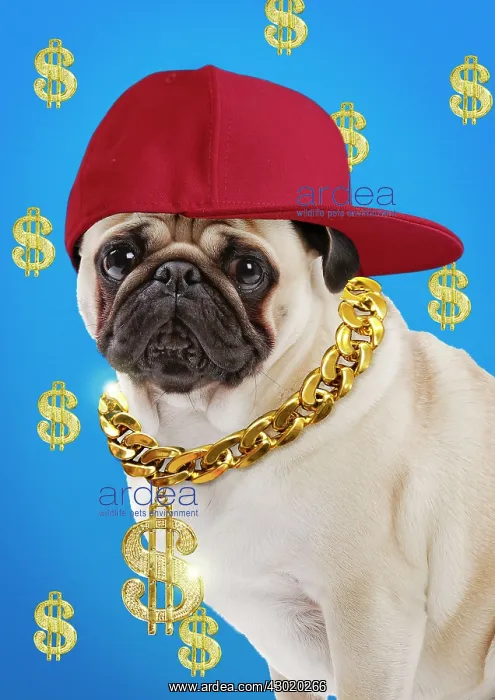  : Dog Pug - wearing gold chain with dollar sign and baseball cap pug life