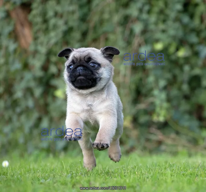  : Dog Pug