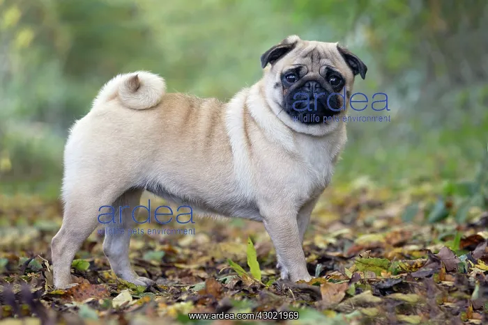  : Dog Pug