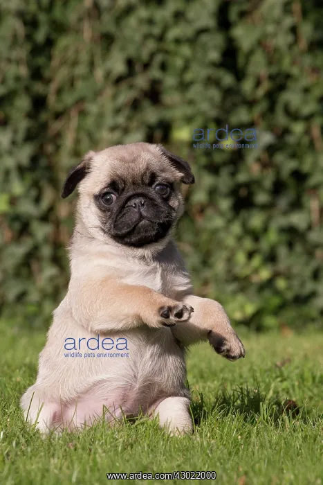: Dog Pug : Dog Pug