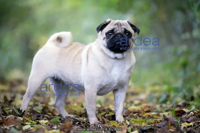  : Dog Pug